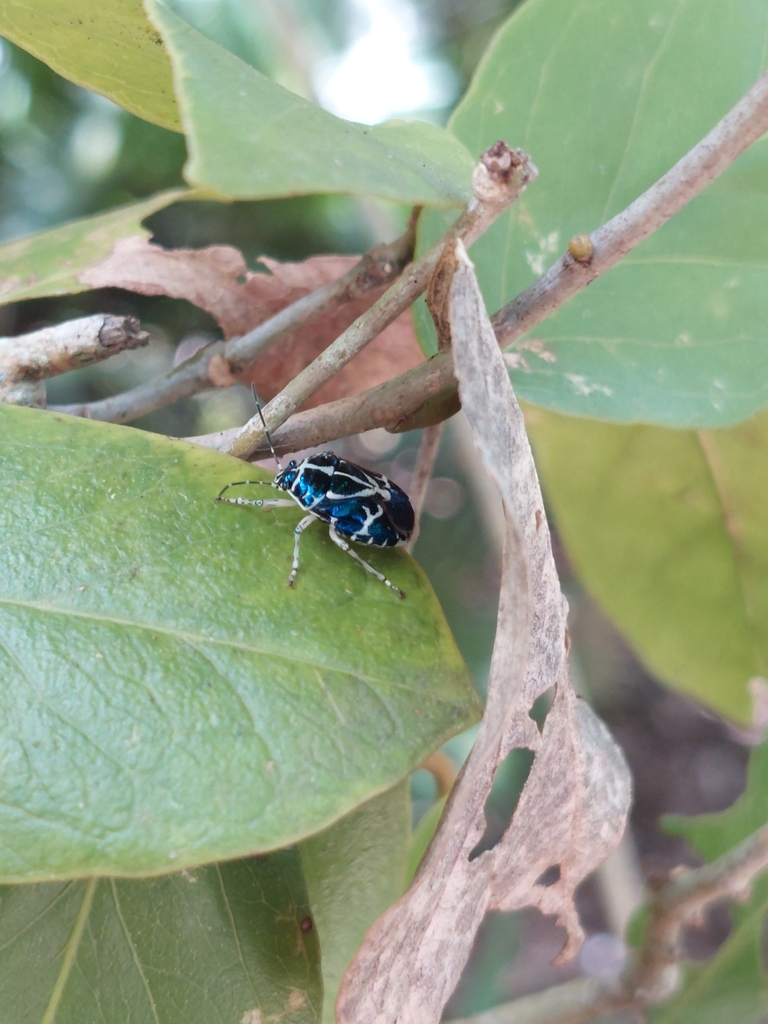 Murgantia violascens