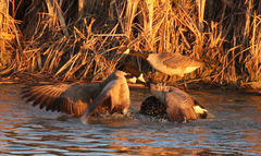 Branta canadensis