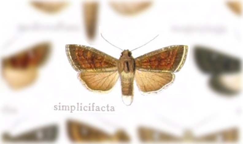 Lophoceramica simplicifacta