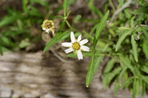 Image of Melampodium cinereum by (c) Michelle W. （鍾偉瑋）, some rights reserved (CC BY)
