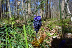 Muscari botryoides