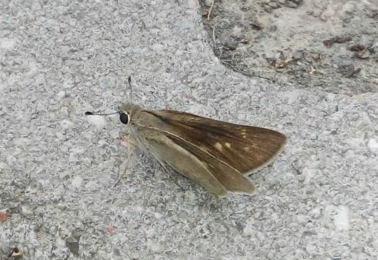 Mediterranean Skipper