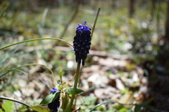 Muscari botryoides