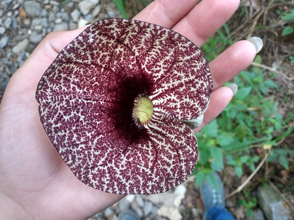 Calico Flower From 67210 Nl México On November 5 2023 At 1001 Am By Leonora Abril Jáquez