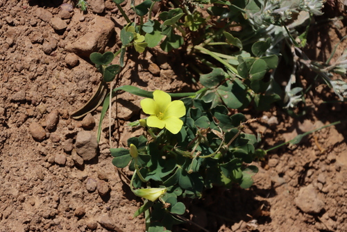 Image of Oxalis compressa by (c) Tony Rebelo, some rights reserved (CC BY-SA)