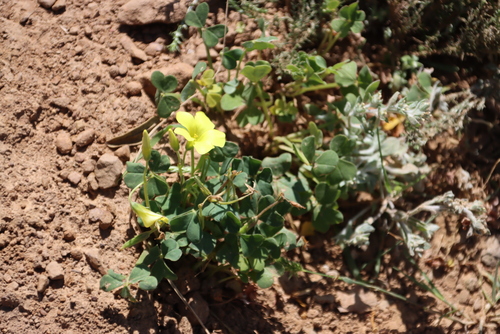 Image of Squashed Sorrel (Oxalis compressa) by (c) Tony Rebelo, some rights reserved (CC BY-SA)