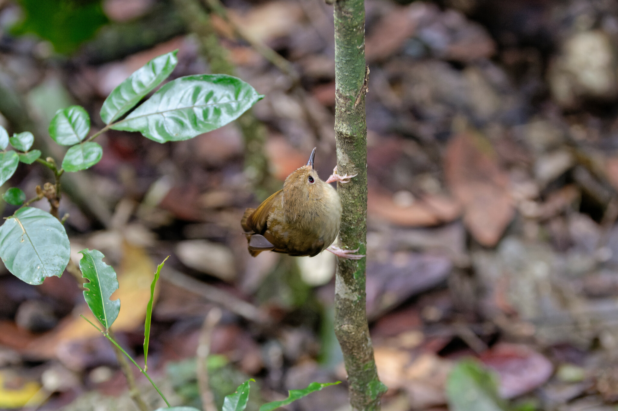 Large-billed Scrubwren illustration