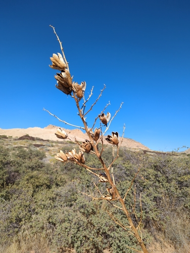 Image of Yucca utahensis by (c) John Brew, some rights reserved (CC BY)