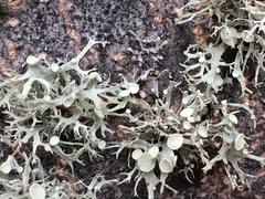 Ramalina glaucescens