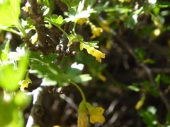 Ribes quercetorum
