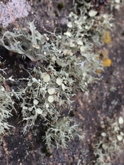 Ramalina glaucescens