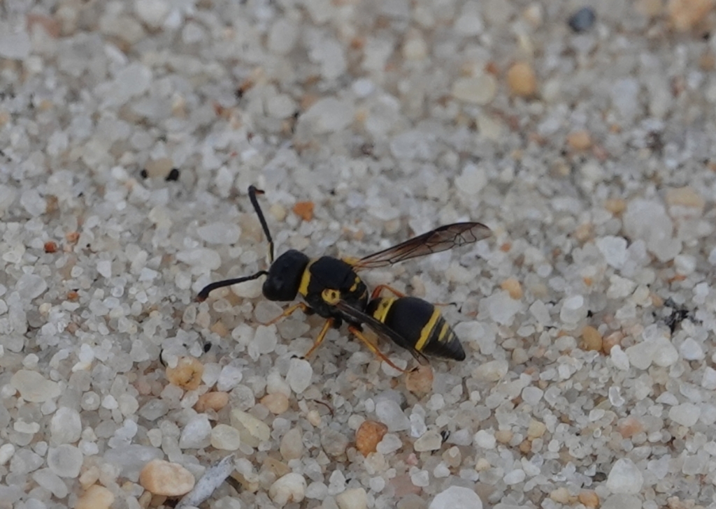 Leptochilus duplicatus