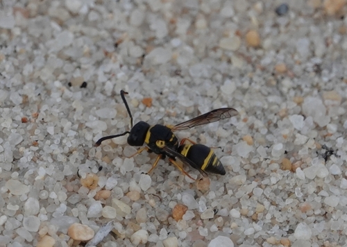 Leptochilus duplicatus