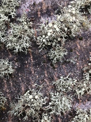 Ramalina glaucescens