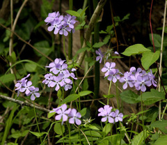 Phlox divaricata