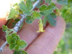 Ribes quercetorum