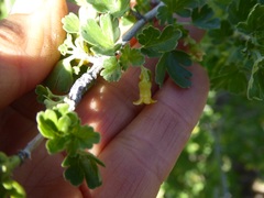 Ribes quercetorum
