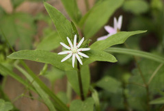 Stellaria pubera