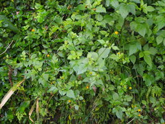 Bidens pilosa pilosa