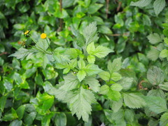 Bidens pilosa pilosa
