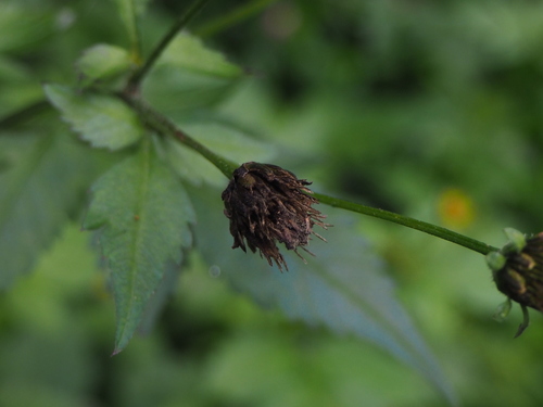Bidens pilosa