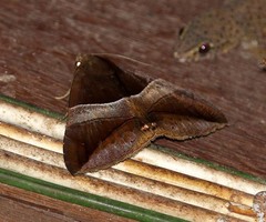 Bastilla fulvotaenia