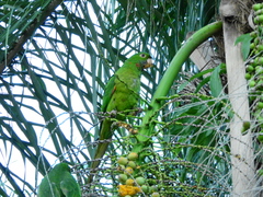 Psittacara leucophthalmus