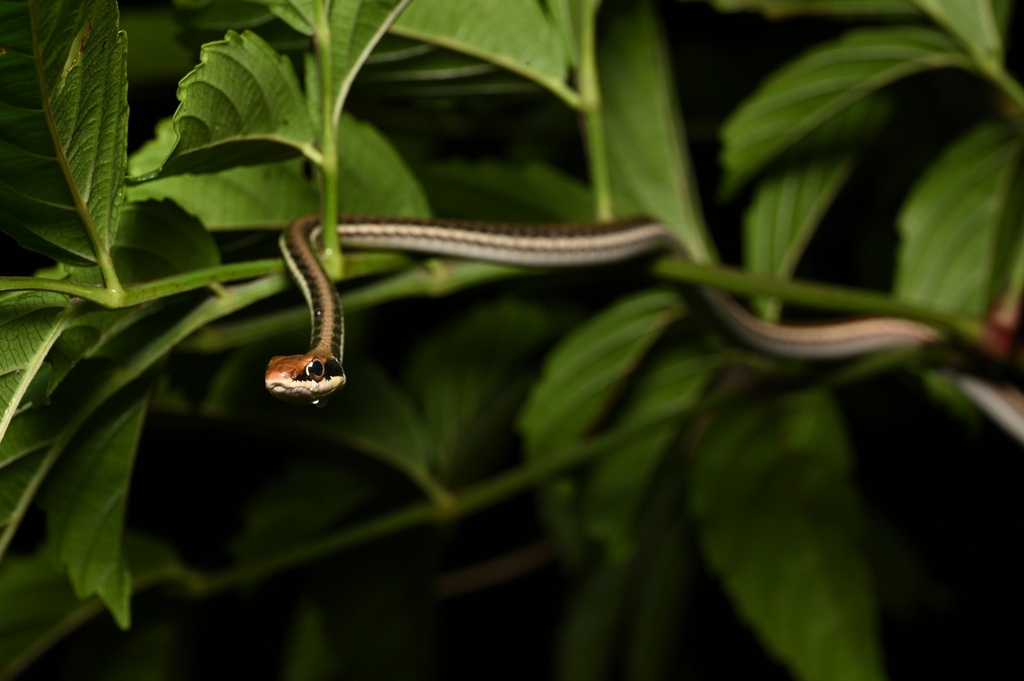 Painted Bronzeback from Central Water Catchment, Singapore on November ...