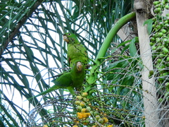 Psittacara leucophthalmus