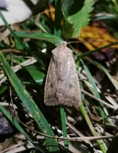 mora rakytová (Sunira circellaris)