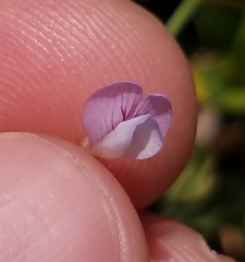 Vicia acutifolia
