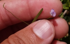 Vicia acutifolia