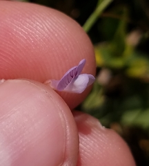 Vicia acutifolia