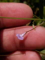 Vicia acutifolia