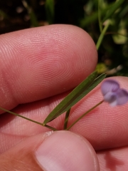 Vicia acutifolia