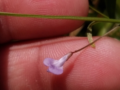 Vicia acutifolia