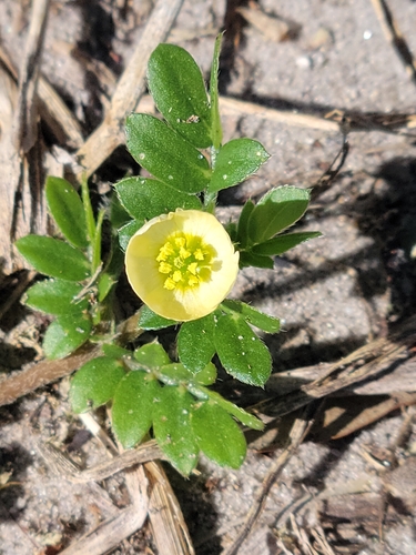 Image of Kallstroemia maxima by (c) Jay Horn, some rights reserved (CC BY)