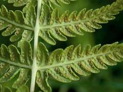 Oreopteris quelpartensis