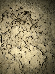 Solenopsis saevissima