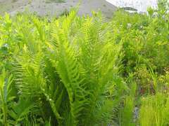 Oreopteris quelpartensis