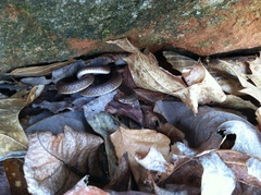 Carphophis amoenus amoenus