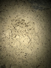 Solenopsis saevissima