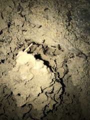 Solenopsis saevissima