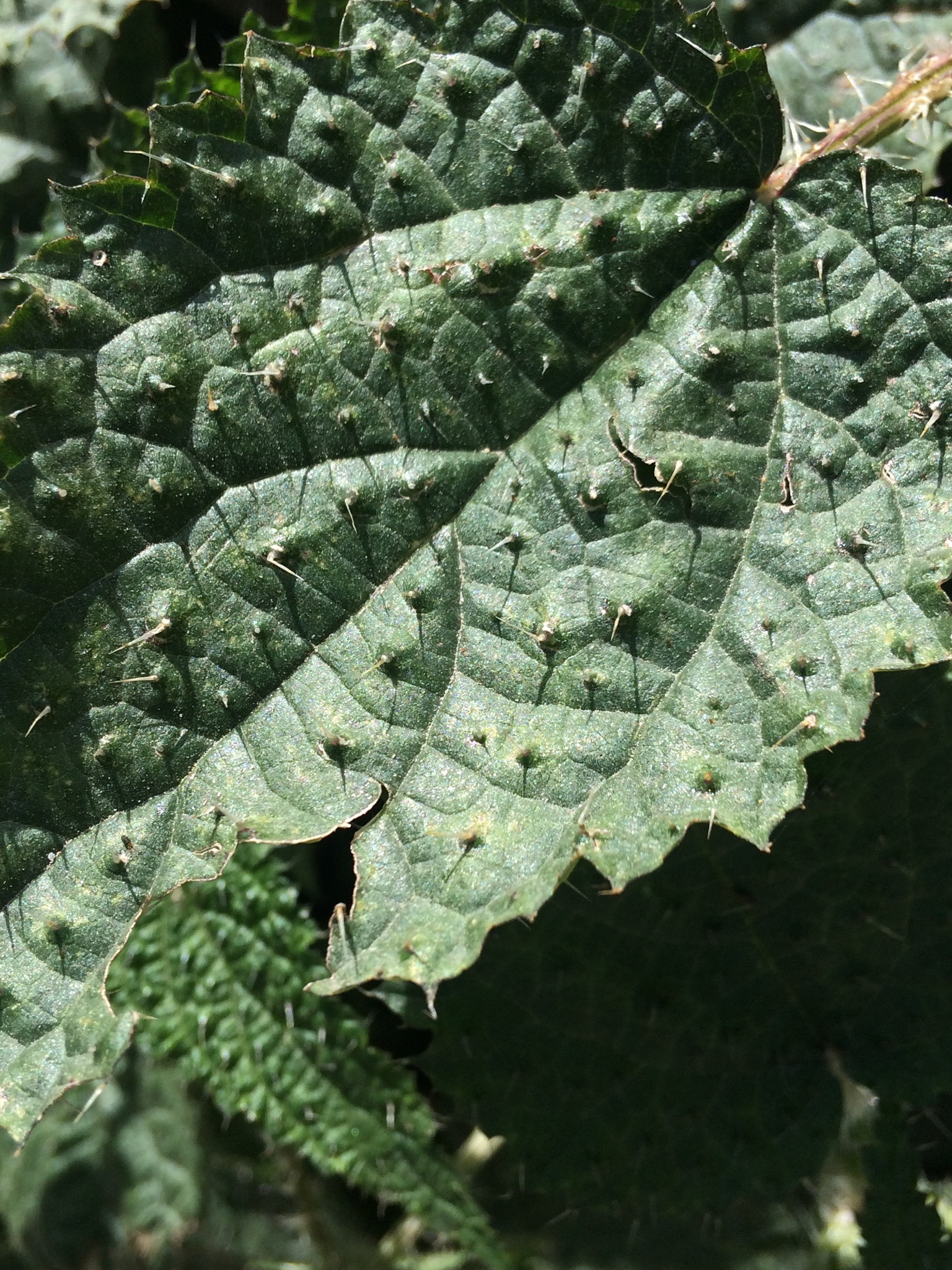 great stinging nettle (Urtica dioica) · iNaturalist