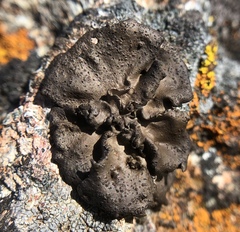 Umbilicaria polyphylla