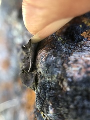 Umbilicaria polyphylla