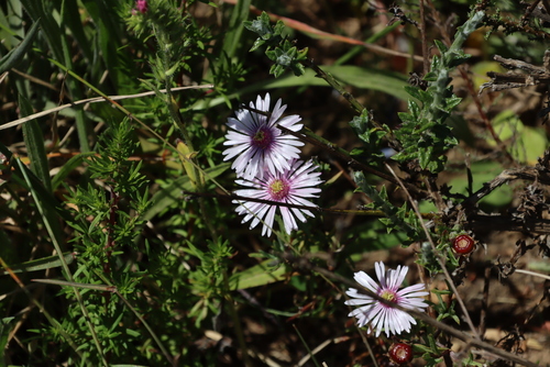 Lampranthus scaber, photograph 5
