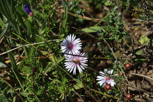 Image of Lampranthus scaber by (c) Tony Rebelo, some rights reserved (CC BY-SA)