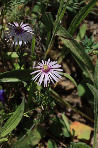 Image of Lampranthus scaber by (c) Tony Rebelo, some rights reserved (CC BY-SA)