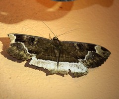 Erebus caprimulgus